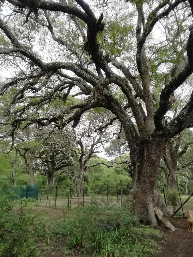 Lebombo Wattle Cottages Hluhluwe Εξωτερικό φωτογραφία