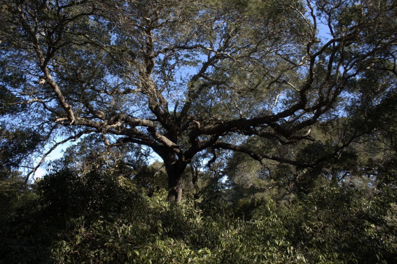 Lebombo Wattle Cottages Hluhluwe Εξωτερικό φωτογραφία
