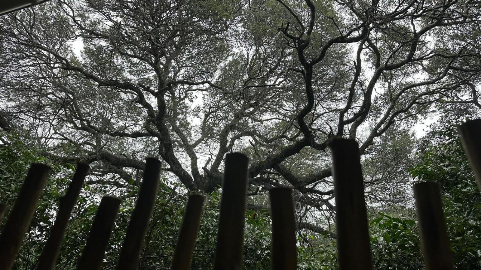 Lebombo Wattle Cottages Hluhluwe Εξωτερικό φωτογραφία